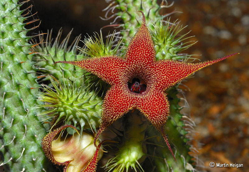 Huernia pillansii