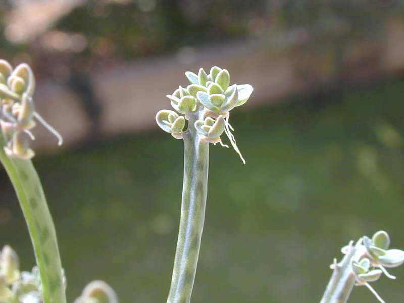 Kalanchoe tubiflora