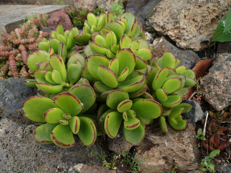 Kalanchoe elizae