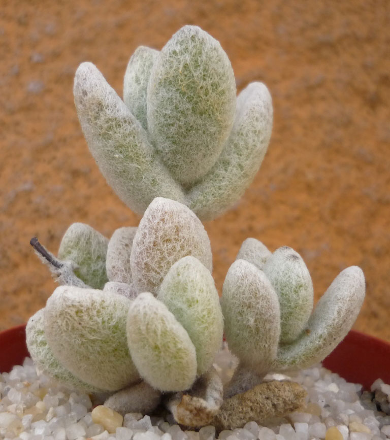 Kalanchoe eriophylla