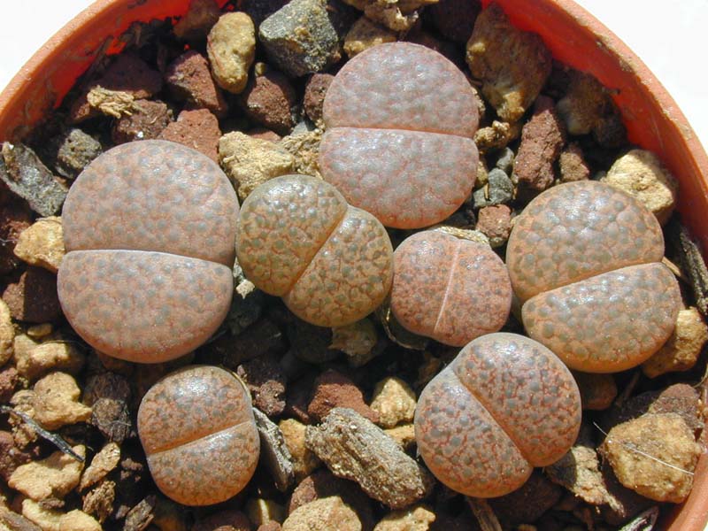 Lithops fulviceps C 170