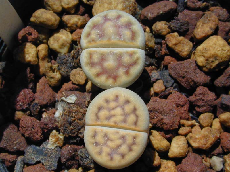 Lithops karasmontana var. lericheana C 193