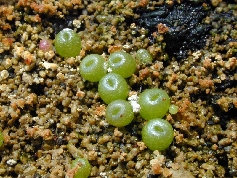 Lithops olivacea