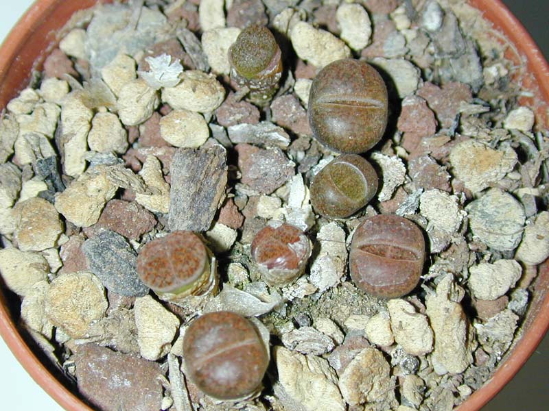 Lithops fulviceps C 170