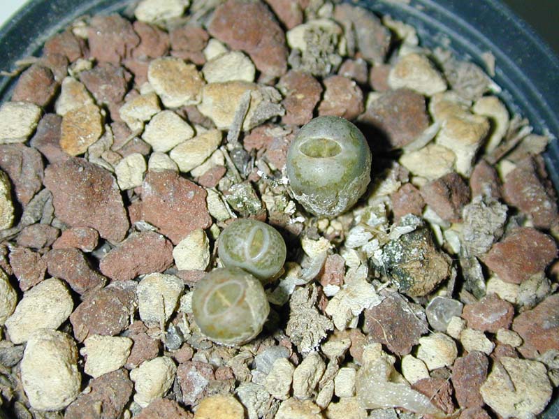 Lithops karasmontana var. lericheana C 193