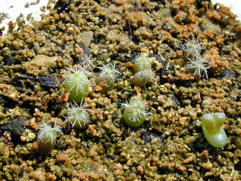 Mammillaria longimamma