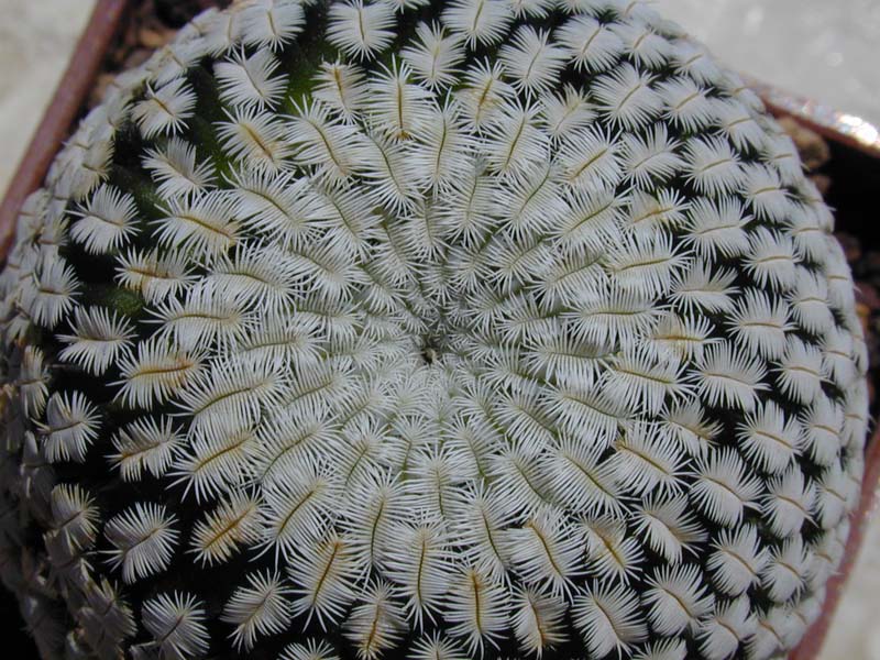 Mammillaria pectinifera SB 530 Tehuacan