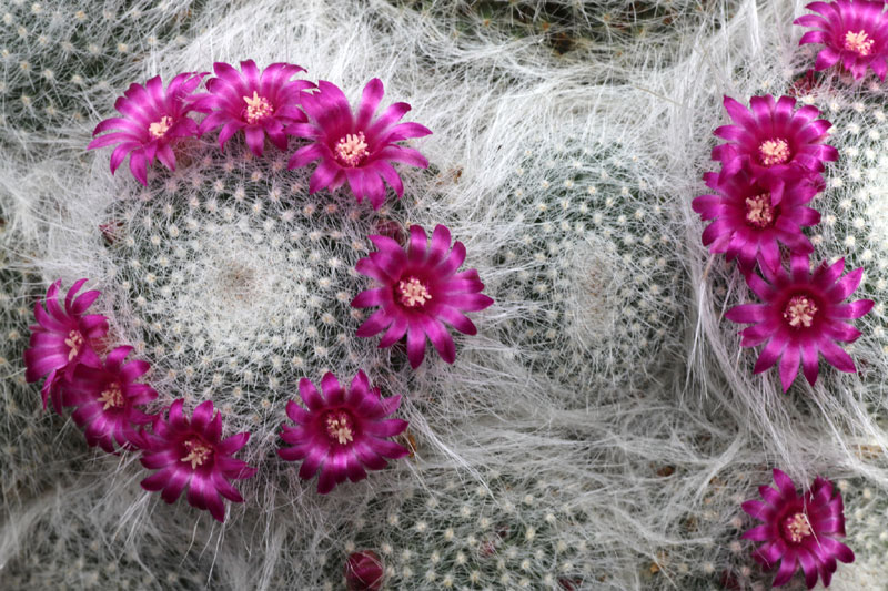 Cactophilia - Mammillaria schwarzii (photo 469)