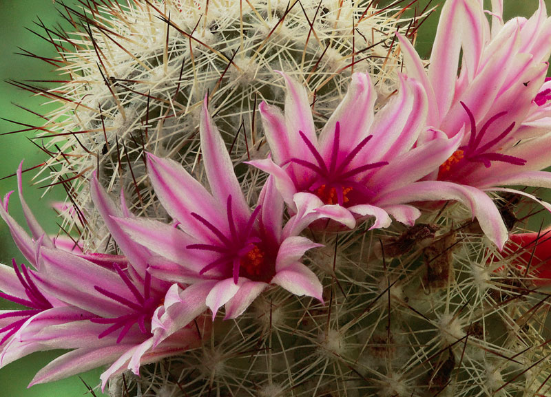 Cactophilia - Mammillaria albicans (photo 413)
