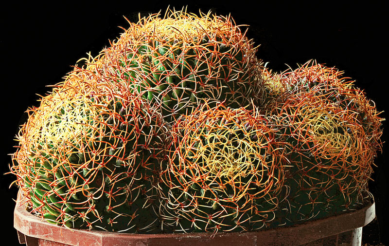 Cactophilia - Mammillaria camptotricha cv. marnier-lapostollei (photo 419)