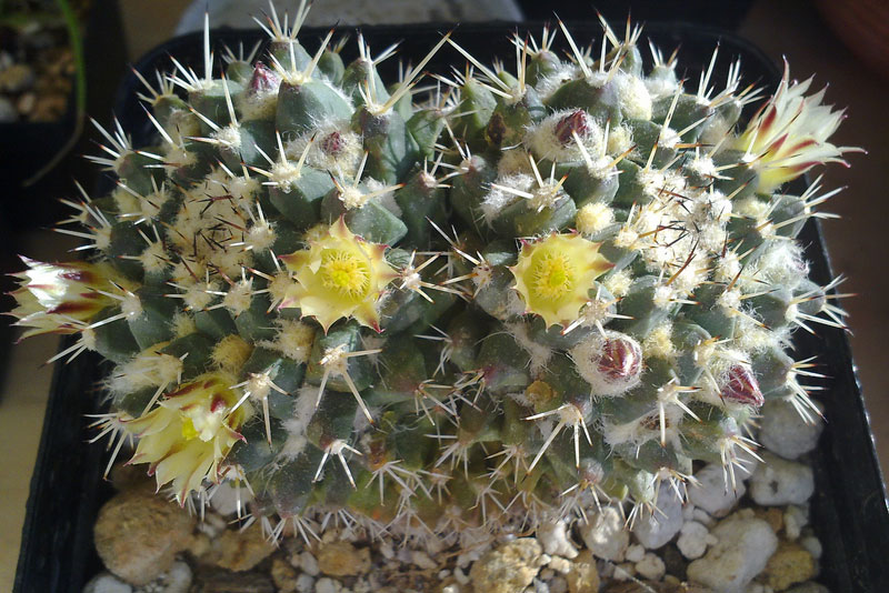 Cactophilia - Mammillaria peninsularis (photo 462)