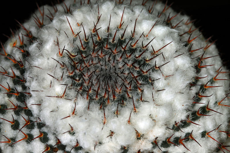 Cactophilia - Mammillaria hahniana subsp. woodsii (photo 477)