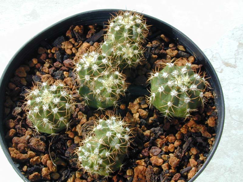 Melocactus matanzanus