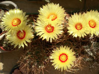 Astrophytum capricorne