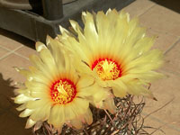 Astrophytum capricorne