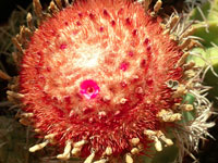 Melocactus matanzanus