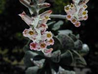 Adromischus cooperi