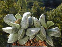 Adromischus cooperi