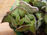 Adromischus cristatus