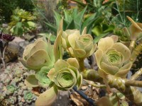 Aeonium balsamiferum