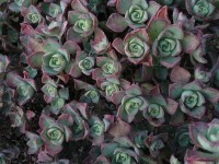 Aeonium haworthii