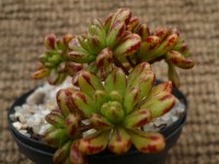 Aeonium sedifolium