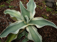 Agave gypsophila