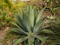 Agave weberi