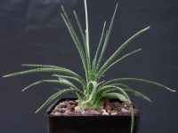 Aloe bowiea