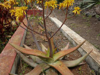 Aloe buhrii