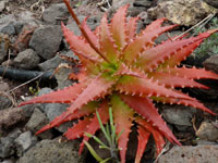 Aloe dorotheae