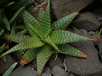 Aloe grandidentata