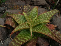 Aloe greatheadii var davyana