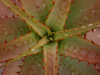 Aloe microstigma