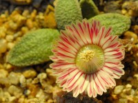 Aloinopsis rubrolineata