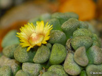 Aloinopsis schooneesii