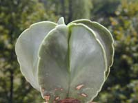 Astrophytum nudum