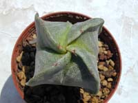 Astrophytum quadricostatum