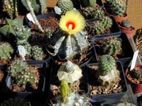 Astrophytum capricorne