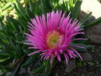 Carpobrotus edulis