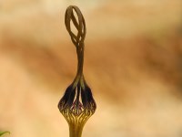 Ceropegia africana subsp. barklyi