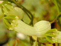 Ceropegia ampliata