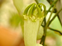 Ceropegia ampliata