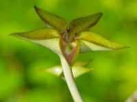 Ceropegia cimiciodora