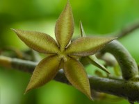 Ceropegia cimiciodora