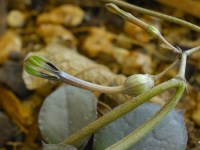 Ceropegia decidua