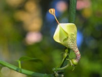 Ceropegia haygarthii