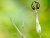 Ceropegia leroyi