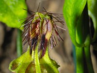 Ceropegia nilotica var. simplex