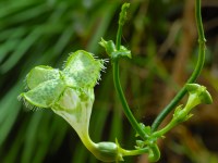 Ceropegia sandersonii